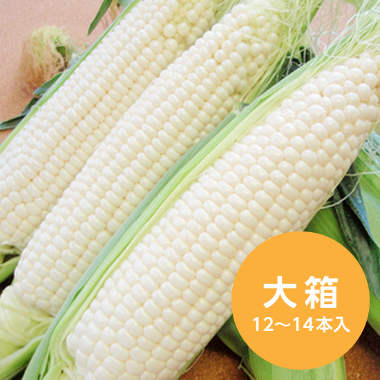 雪の妖精　大箱（12-14本入）