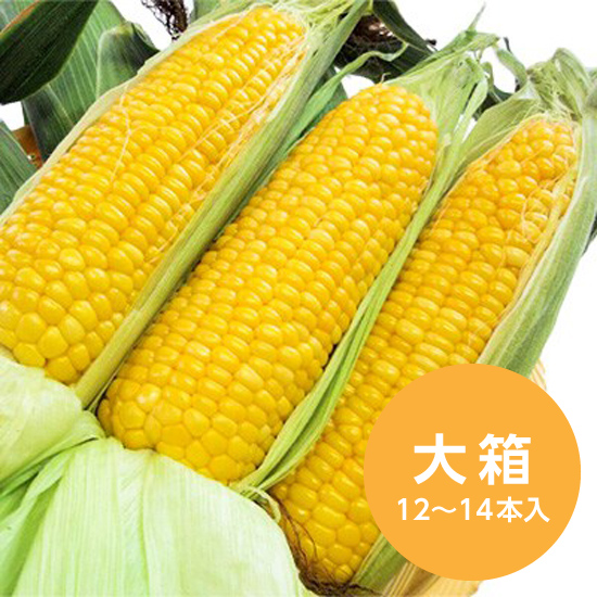 ベジフルコーン　大箱（12-14本入）